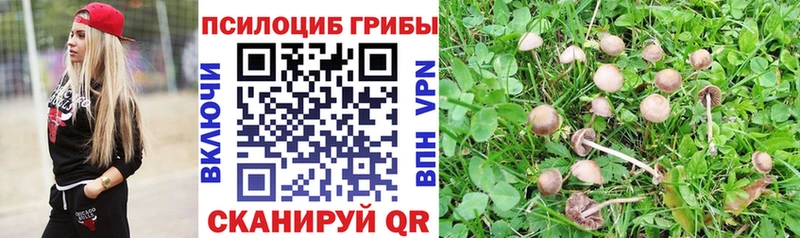 OMG ссылки Севск даркнет Telegram Псилоцибиновые грибы Psilocybine cubensis